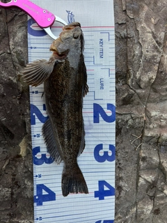 アイナメの釣果