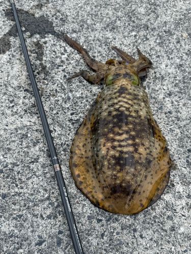 アオリイカの釣果