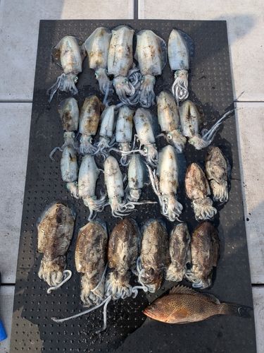 アオリイカの釣果
