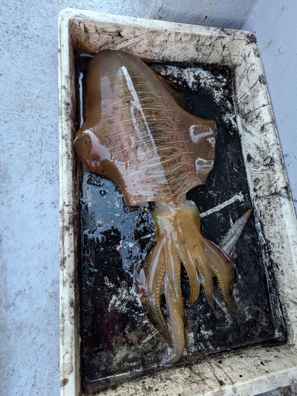 和歌山遊漁船SevenSWellさんの釣果 3枚目の画像