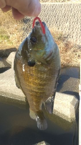 ブルーギルの釣果