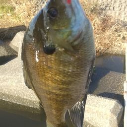 ブルーギル