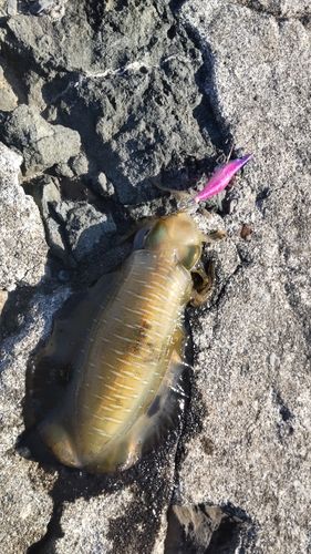 アオリイカの釣果