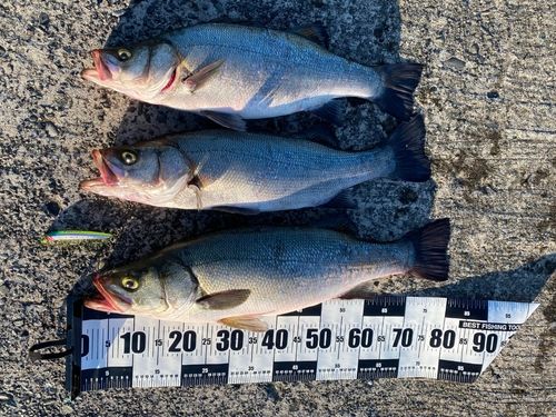 ヒラスズキの釣果