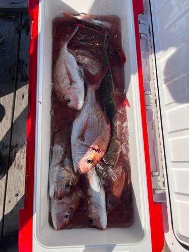 マダイの釣果