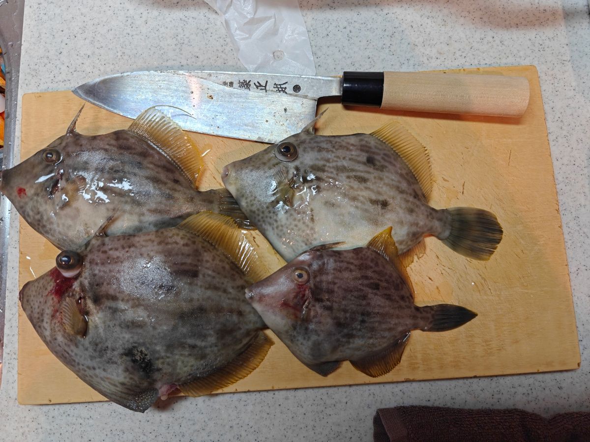 ハムイニさんの釣果 3枚目の画像