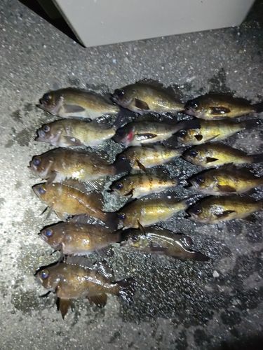 シロメバルの釣果