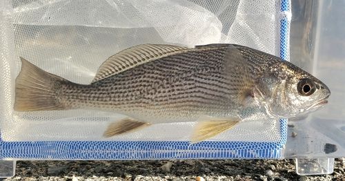 イシモチの釣果