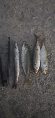 アジの釣果