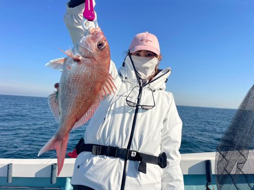 マダイの釣果
