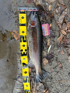 ニジマスの釣果