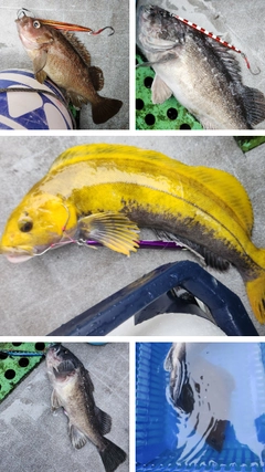 クロソイの釣果