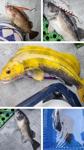 クロソイの釣果