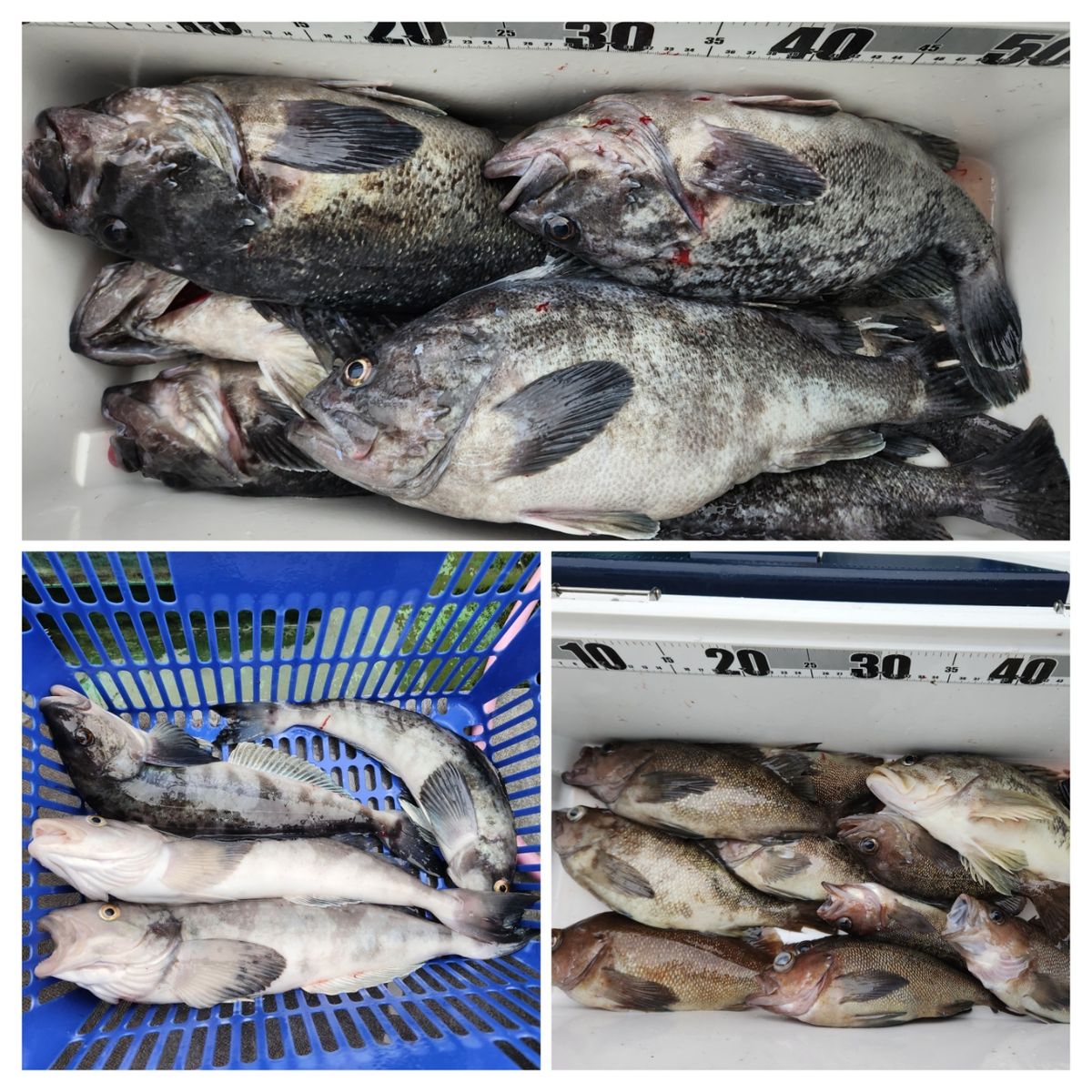 ちかおさんの釣果 2枚目の画像