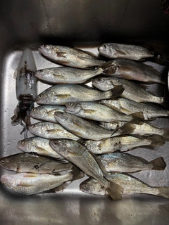 イシモチの釣果