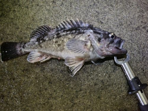 クロソイの釣果