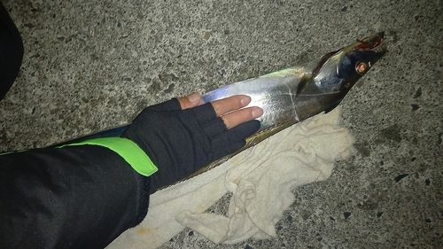 タチウオの釣果