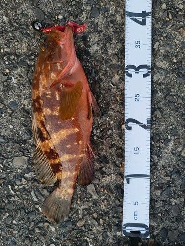 キジハタの釣果