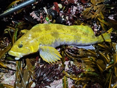 アイナメの釣果