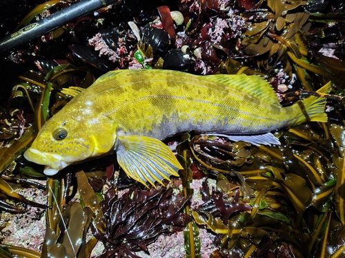 アイナメの釣果