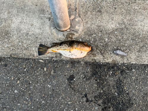 アカメフグの釣果