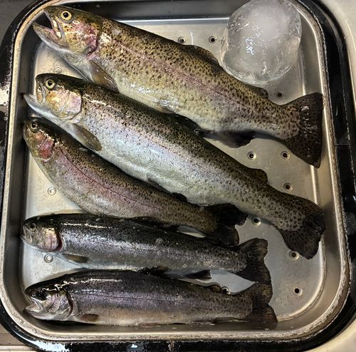 ニジマスの釣果