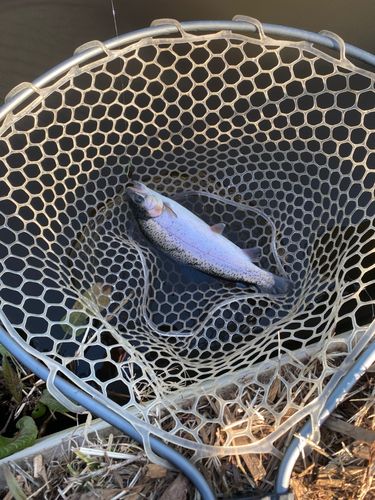 ニジマスの釣果