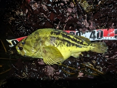 シマゾイの釣果