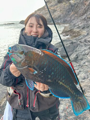 アオブダイの釣果