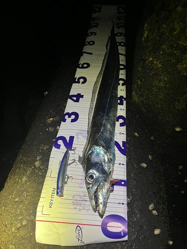 タチウオの釣果