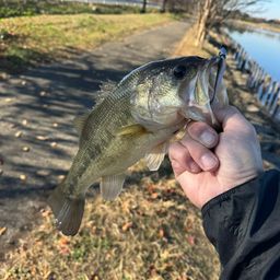 ラージマウスバス