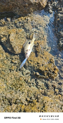 ニセクロホシフエダイの釣果