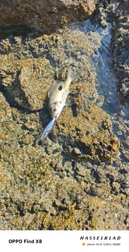 ニセクロホシフエダイの釣果