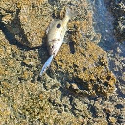 ニセクロホシフエダイ