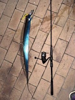 タチウオの釣果