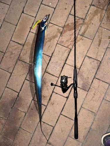 タチウオの釣果