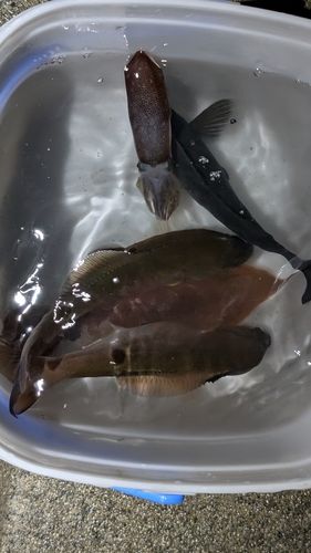 ウミタナゴの釣果