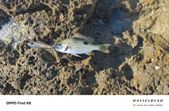 ニセクロホシフエダイの釣果