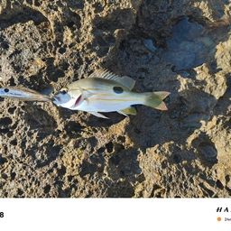 ニセクロホシフエダイ