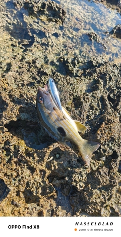 ニセクロホシフエダイの釣果