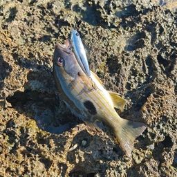 ニセクロホシフエダイ