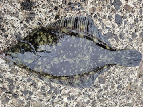 クロガレイの釣果