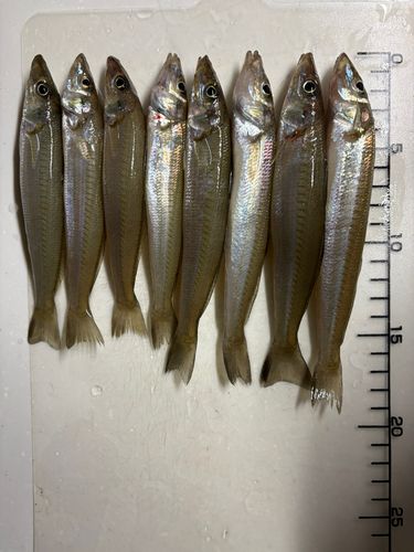 シロギスの釣果