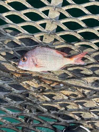 チャリコの釣果