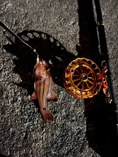 オオスジイシモチの釣果