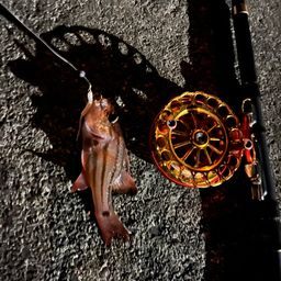 オオスジイシモチ