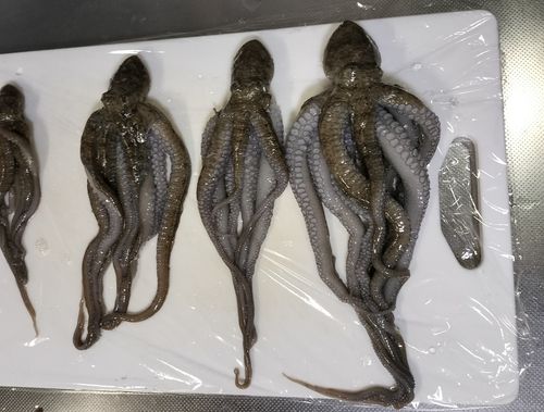 シガヤーダコの釣果