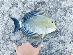 トカジャーの釣果