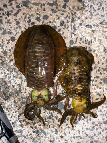 アオリイカの釣果