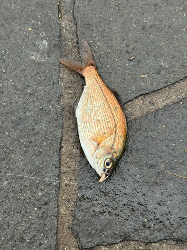 ウミタナゴの釣果